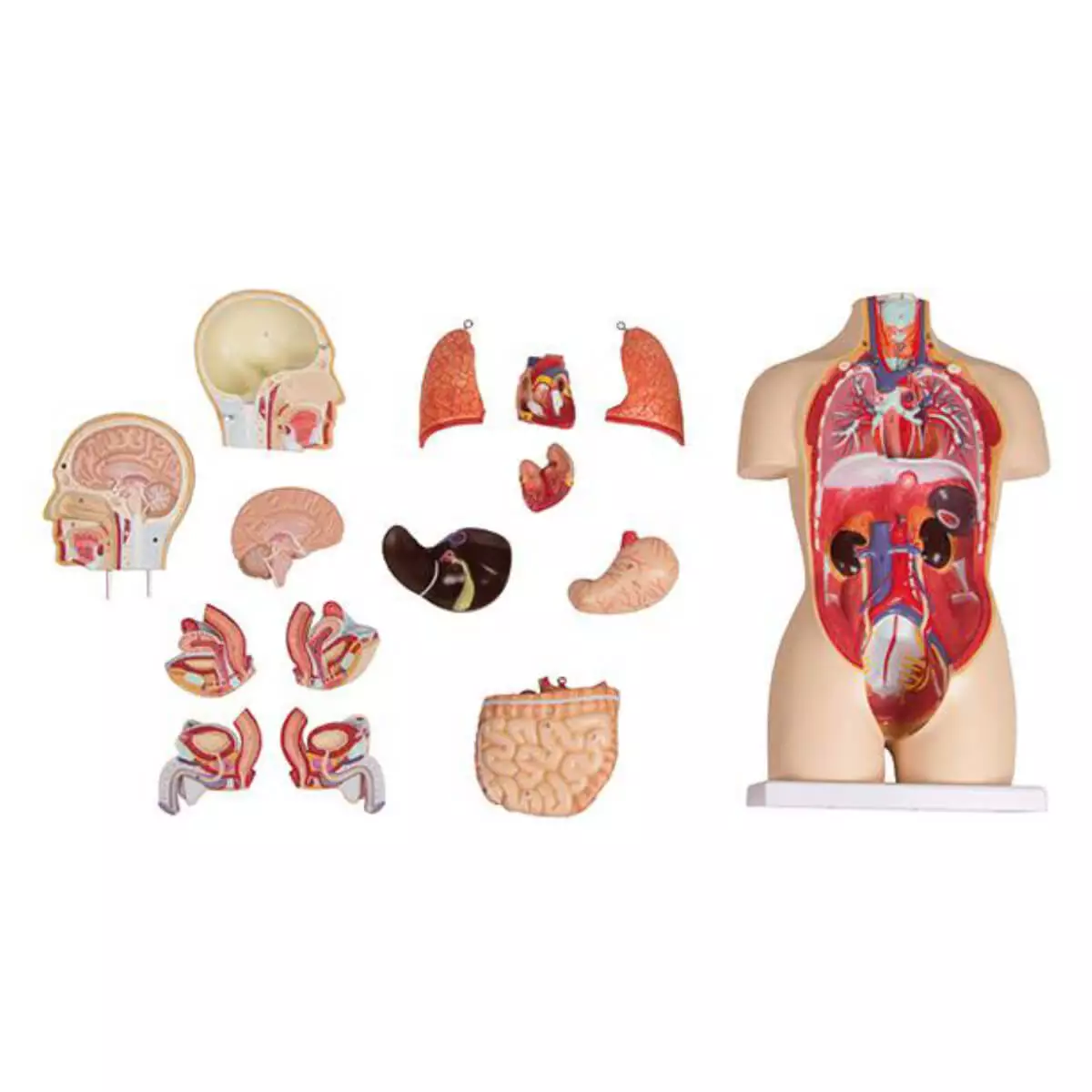  Miniature torso model