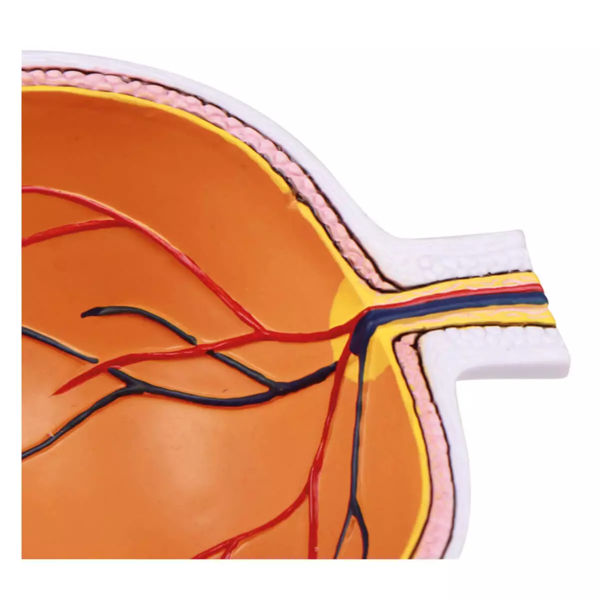  Enlarged cutaway eye - EZ Augmented Anatomy
