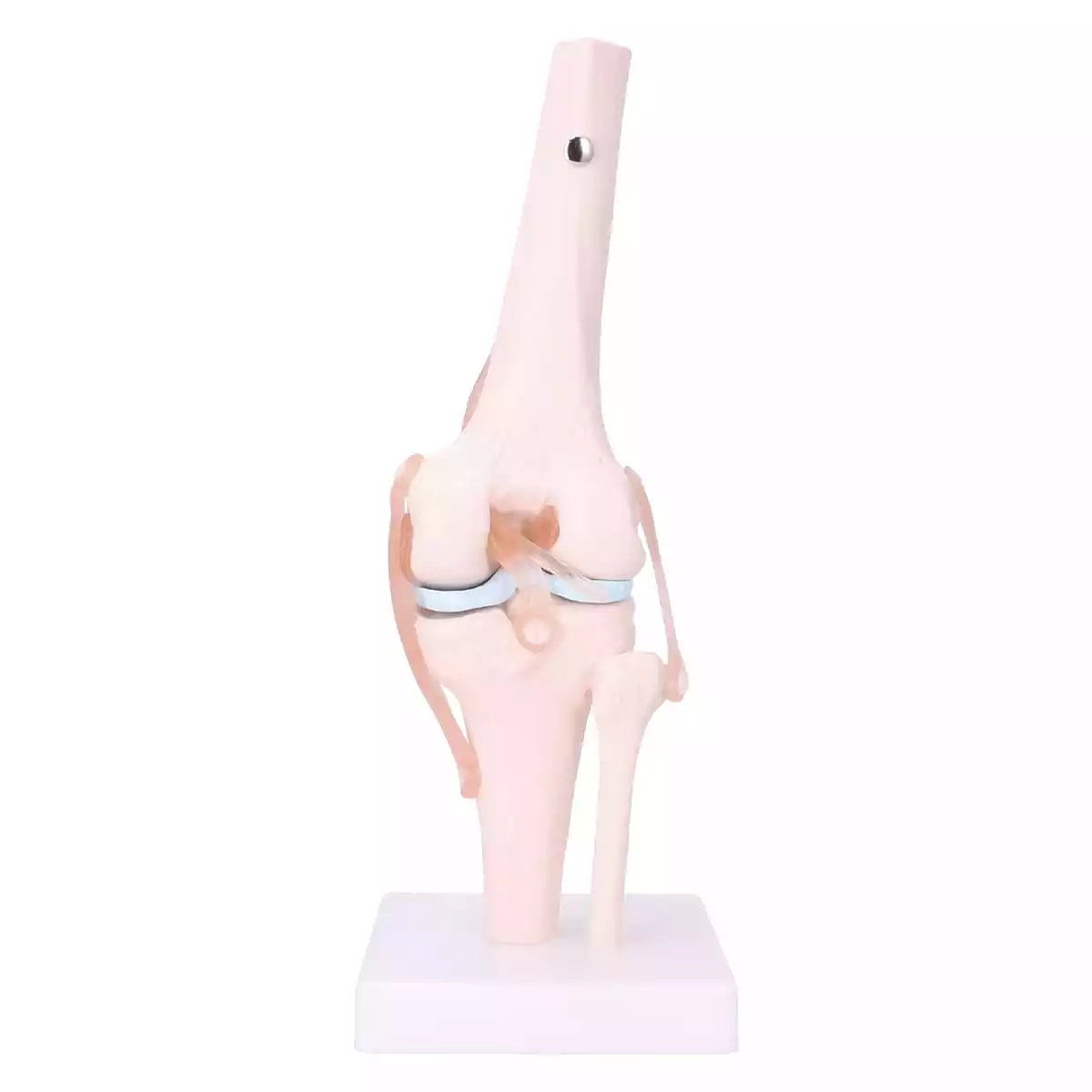  Anatomical knee joint model