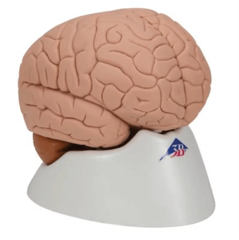  Model brain