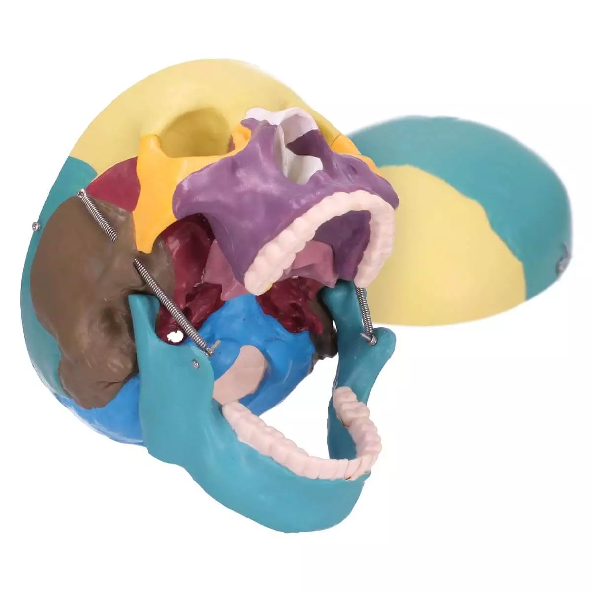  Skull model with didactic coloring