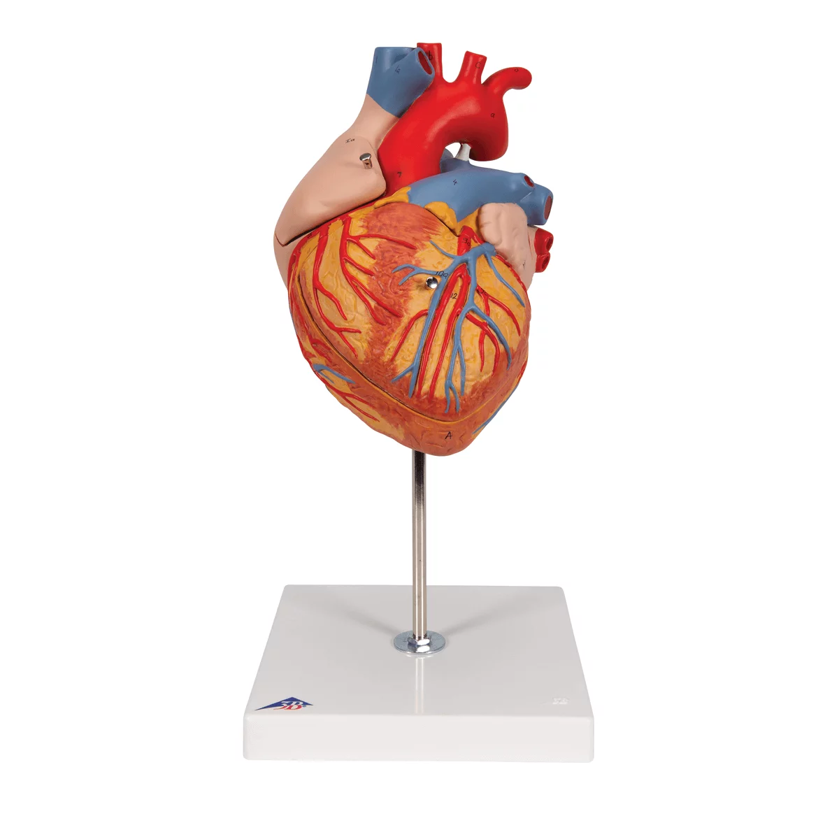  Heart model