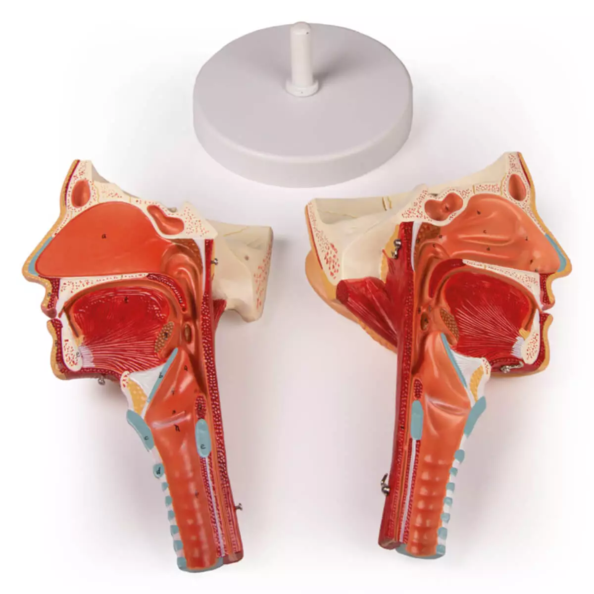  Head model with throat and larynx