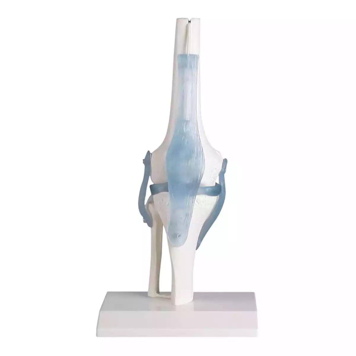  Knee joint model