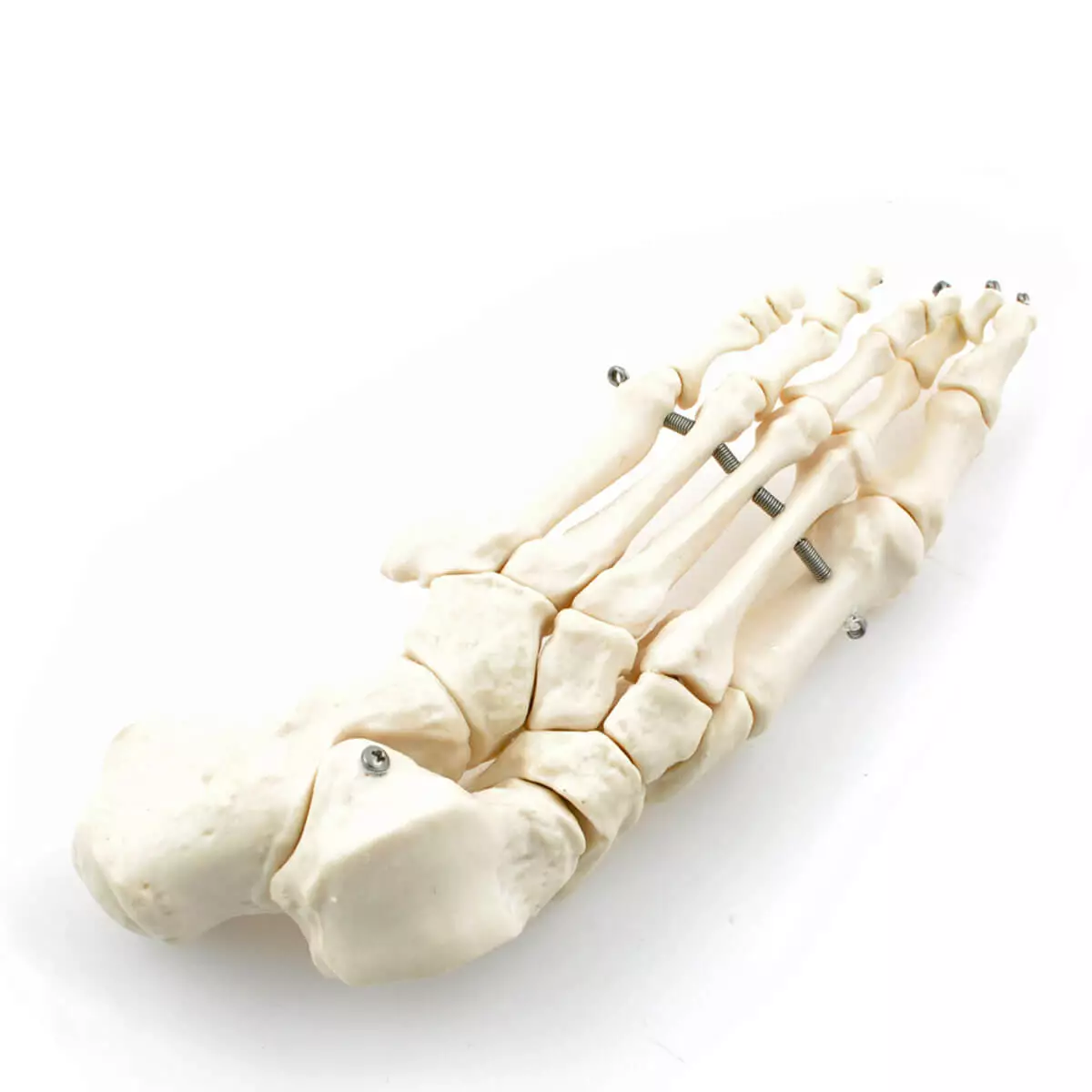  Skeleton Set