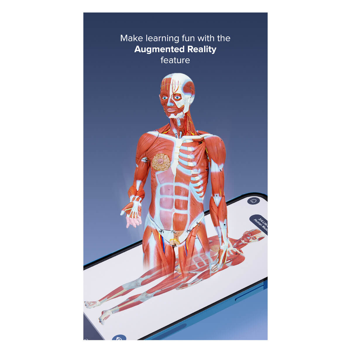 Buy 3B Scientific Max muscle skeleton online