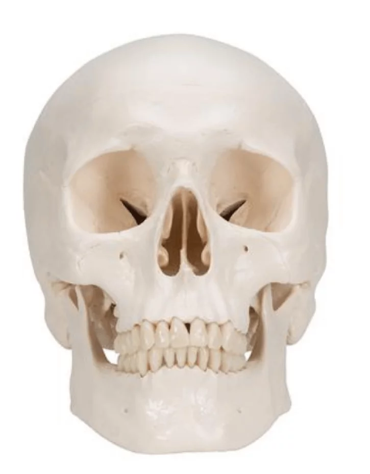  Classic skull - magnetic