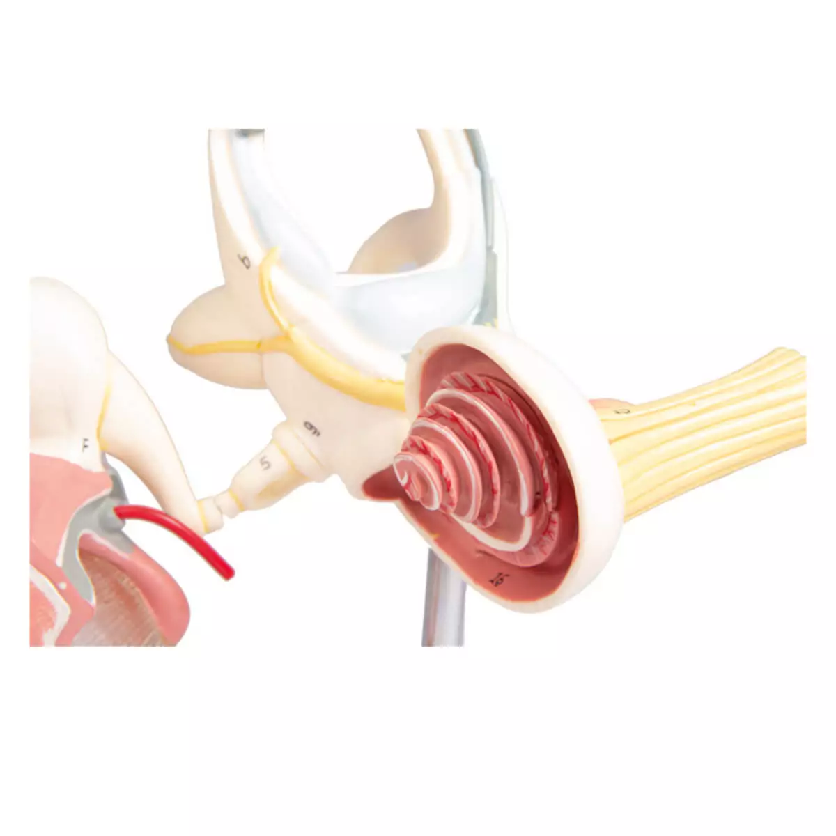  Labyrinth model with ossicles and eardrum
