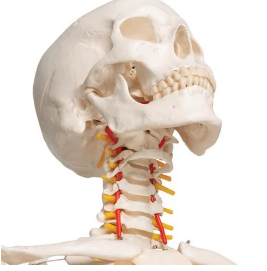  Skeleton Fred