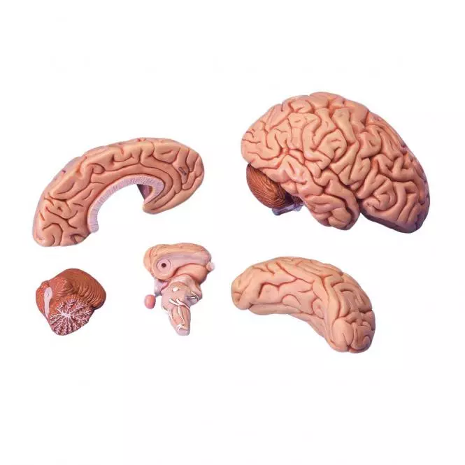  The Classic Brain