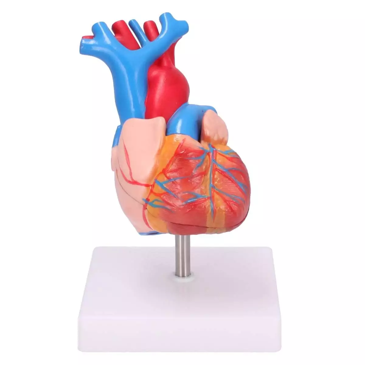  Anatomical Human Heart Model