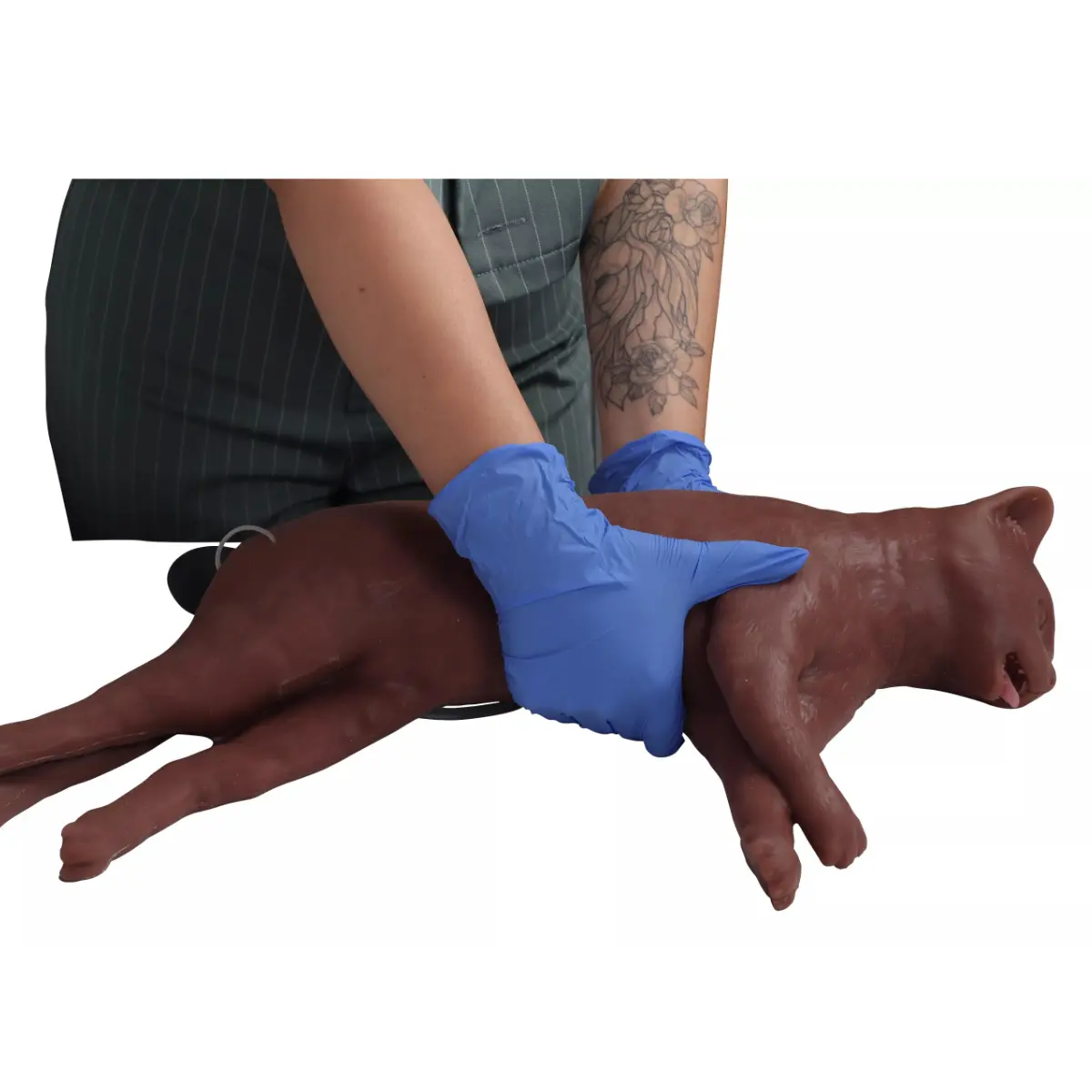 “CaPpeR” feline CPR training manikin “CaPpeR” feline CPR training manikin