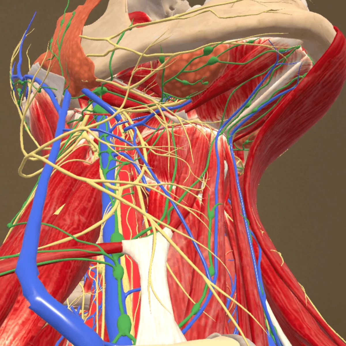 “Corpus” mixed reality anatomy app for Meta Quest 3/3S “Corpus” mixed reality anatomy app for Meta Quest 3/3S