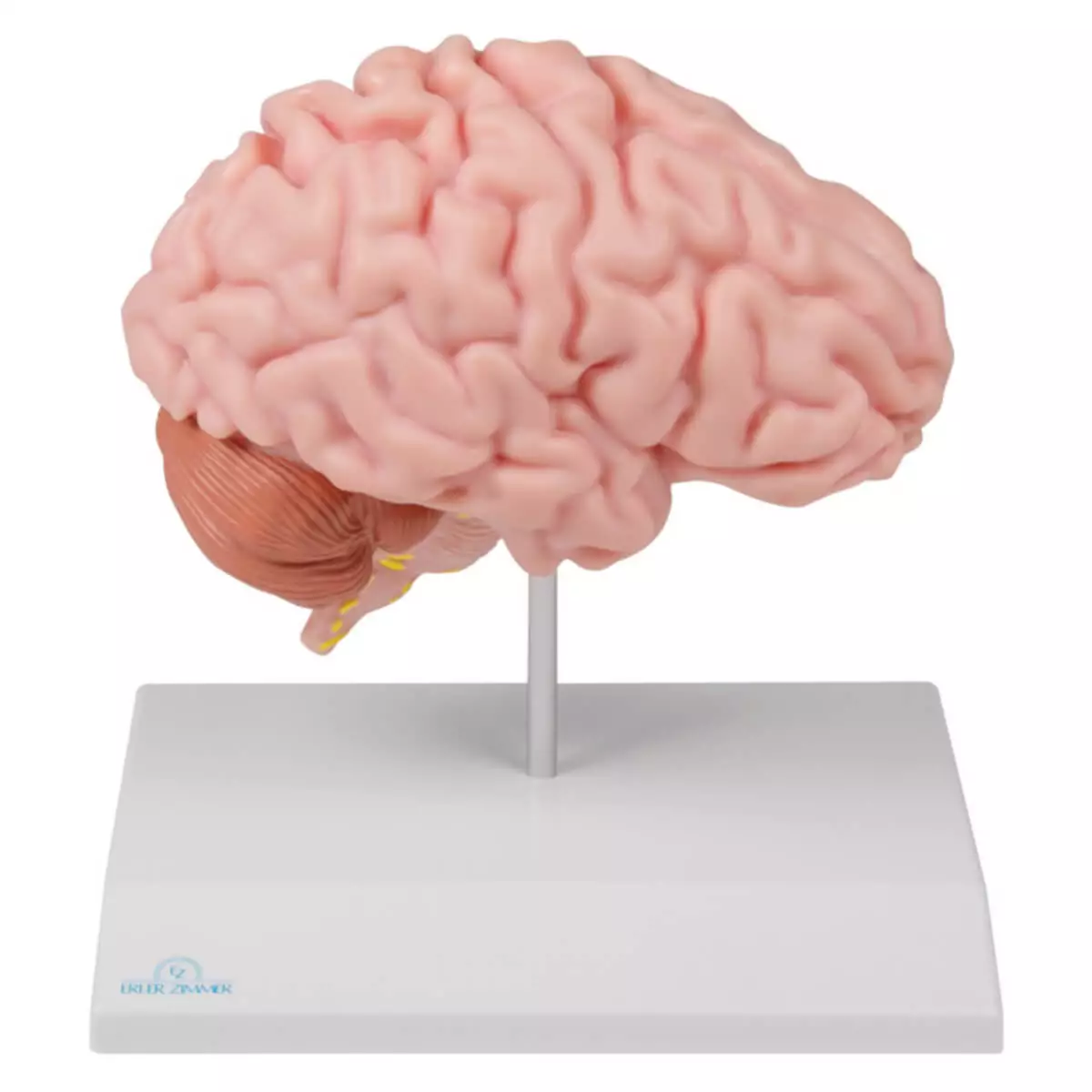  Half brain model for EZ Augmented Anatomy App