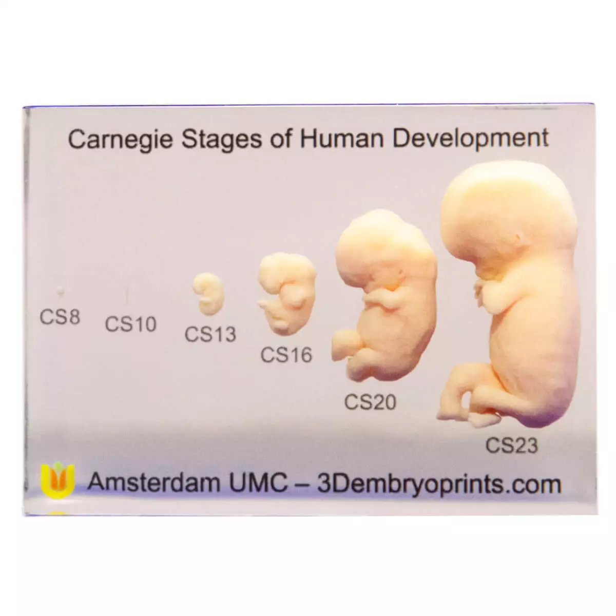 Embryo models – 6th to 10th week of pregnancy Embryo models – 6th to 10th week of pregnancy