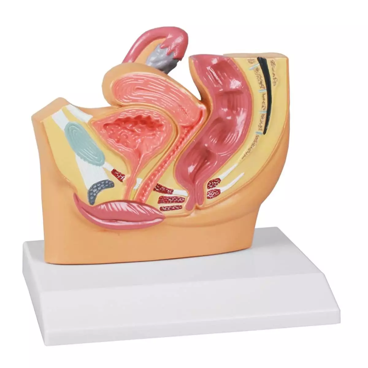  Female pelvic cut model