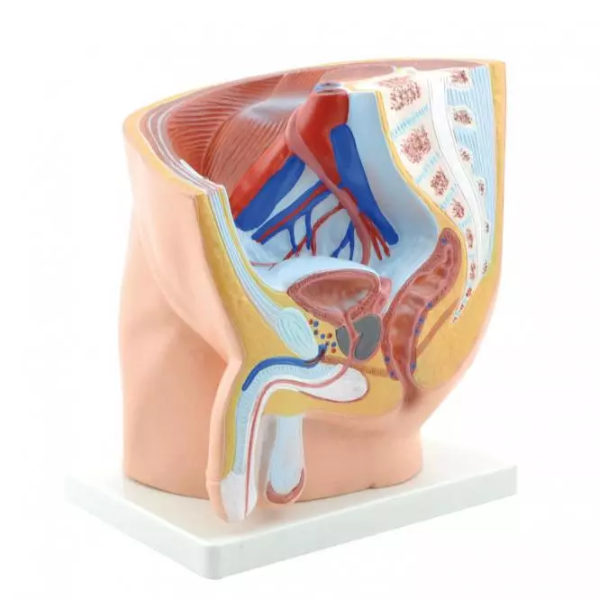  Pelvis Model male