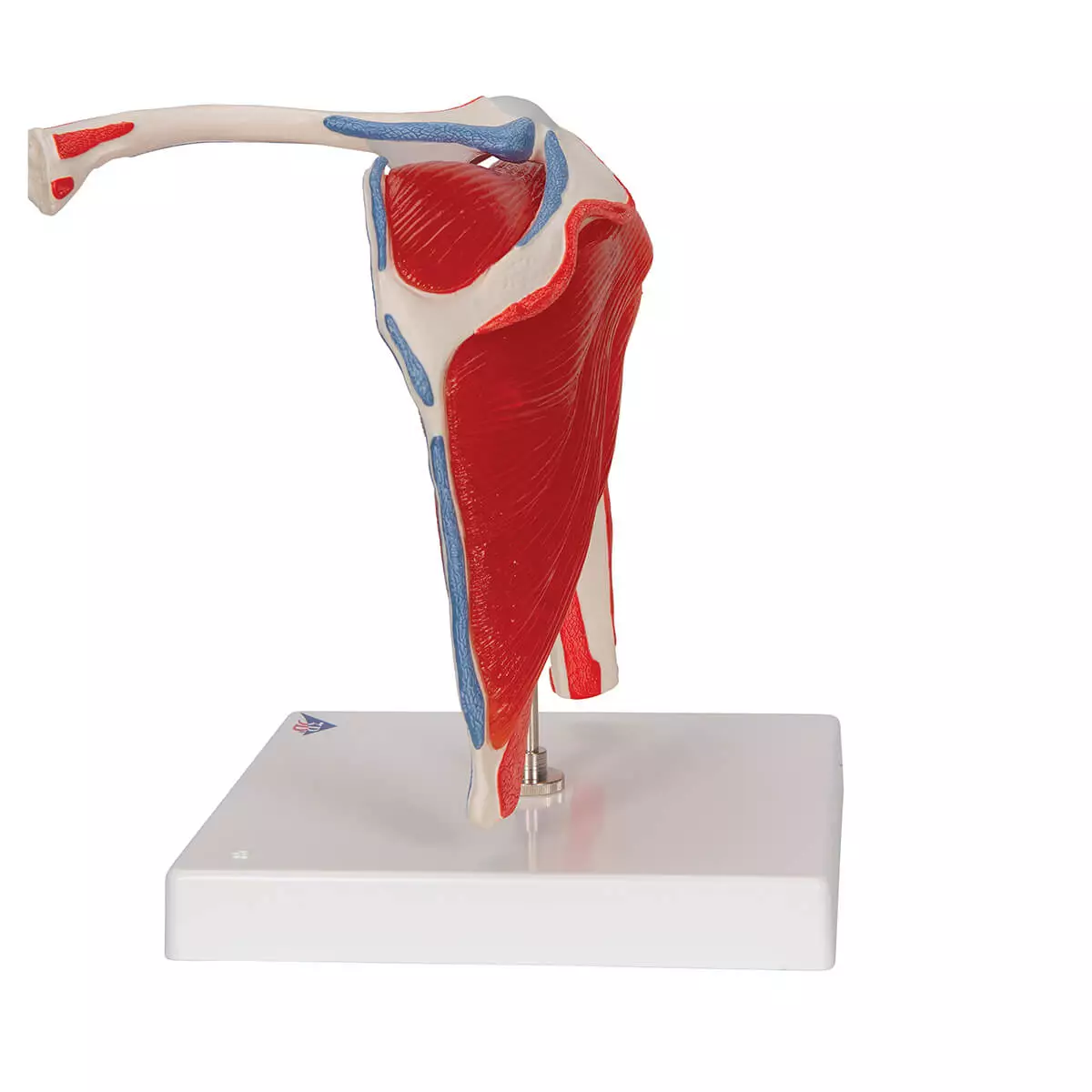  Shoulder joint model