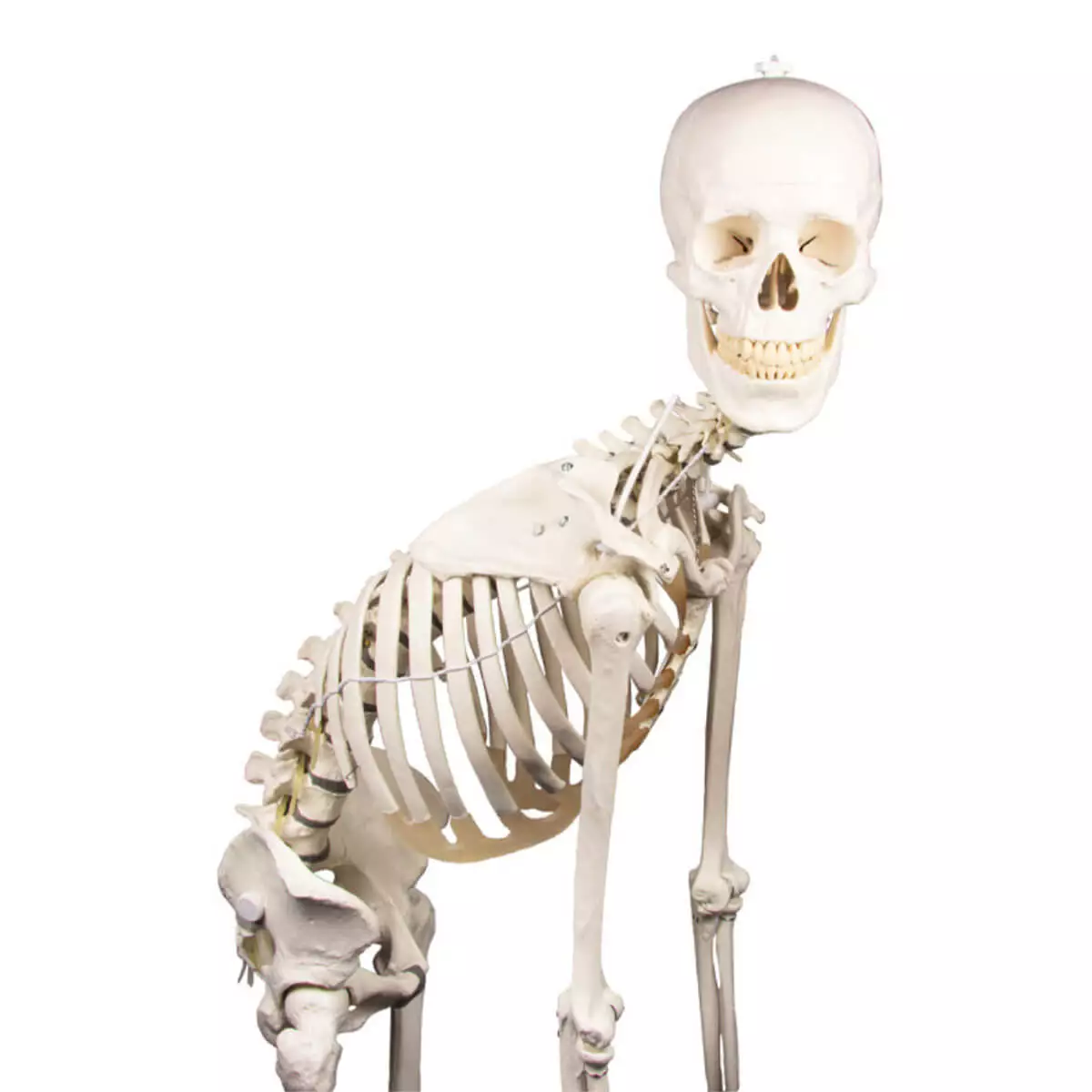  Skeleton "Hugo" with movable spine