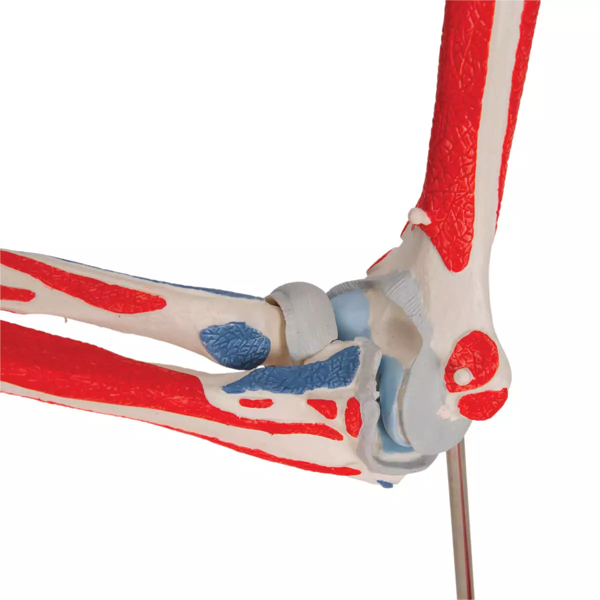  Elbow joint model