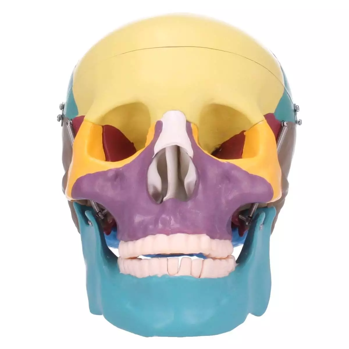  Skull model with didactic coloring