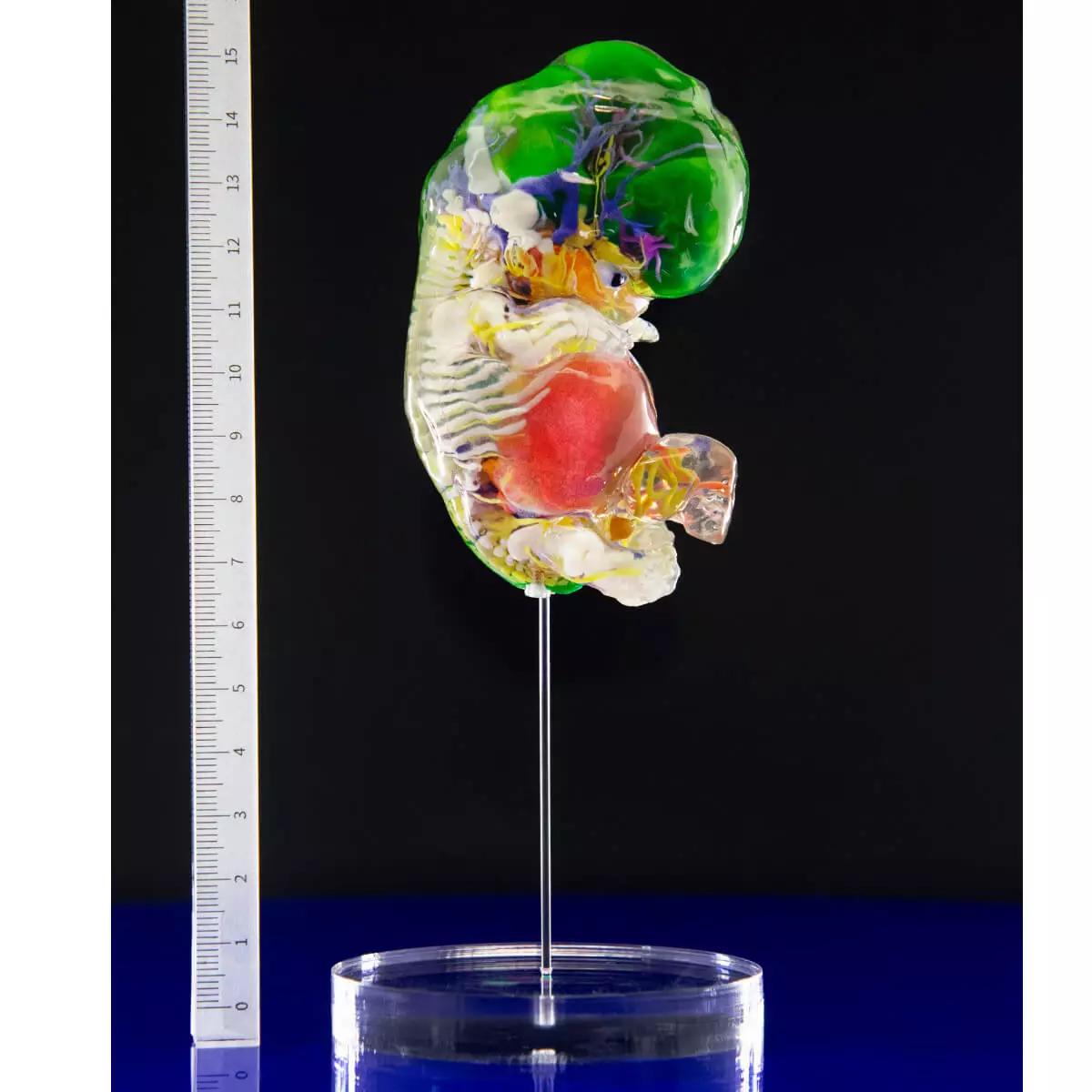 Carnegie stage embryo models Carnegie stage embryo models