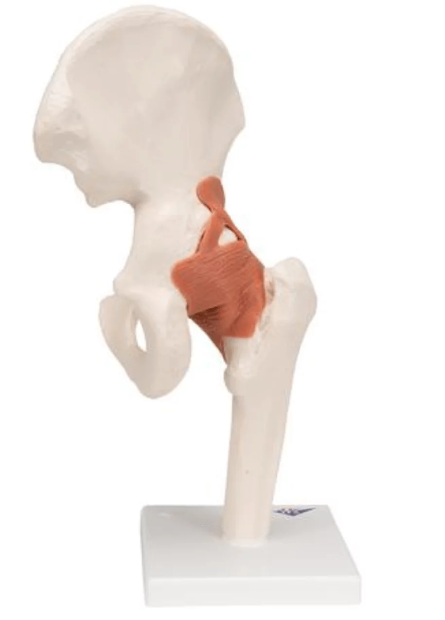  Functional Model of the Hip Joint