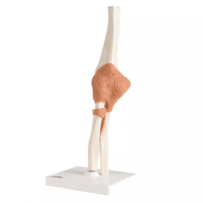  Elbow Joint