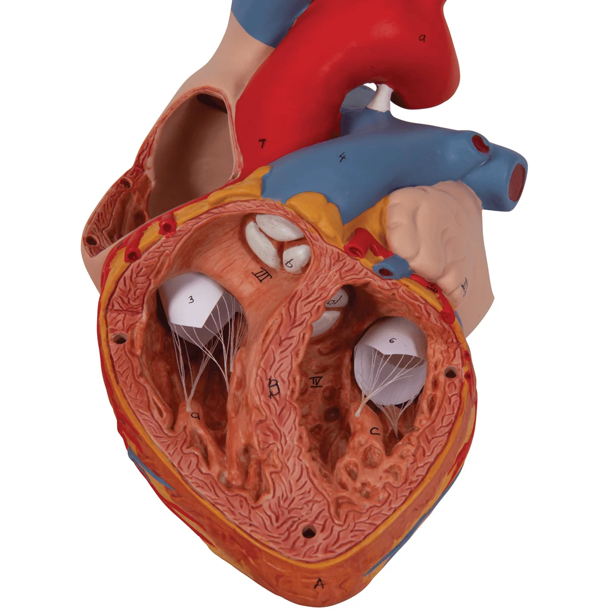  Heart model