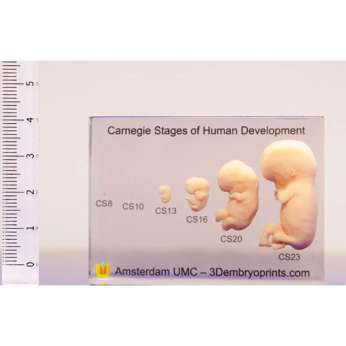 Embryo models – 6th to 10th week of pregnancy Embryo models – 6th to 10th week of pregnancy