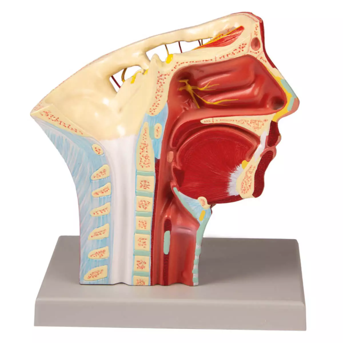  Head arteries model