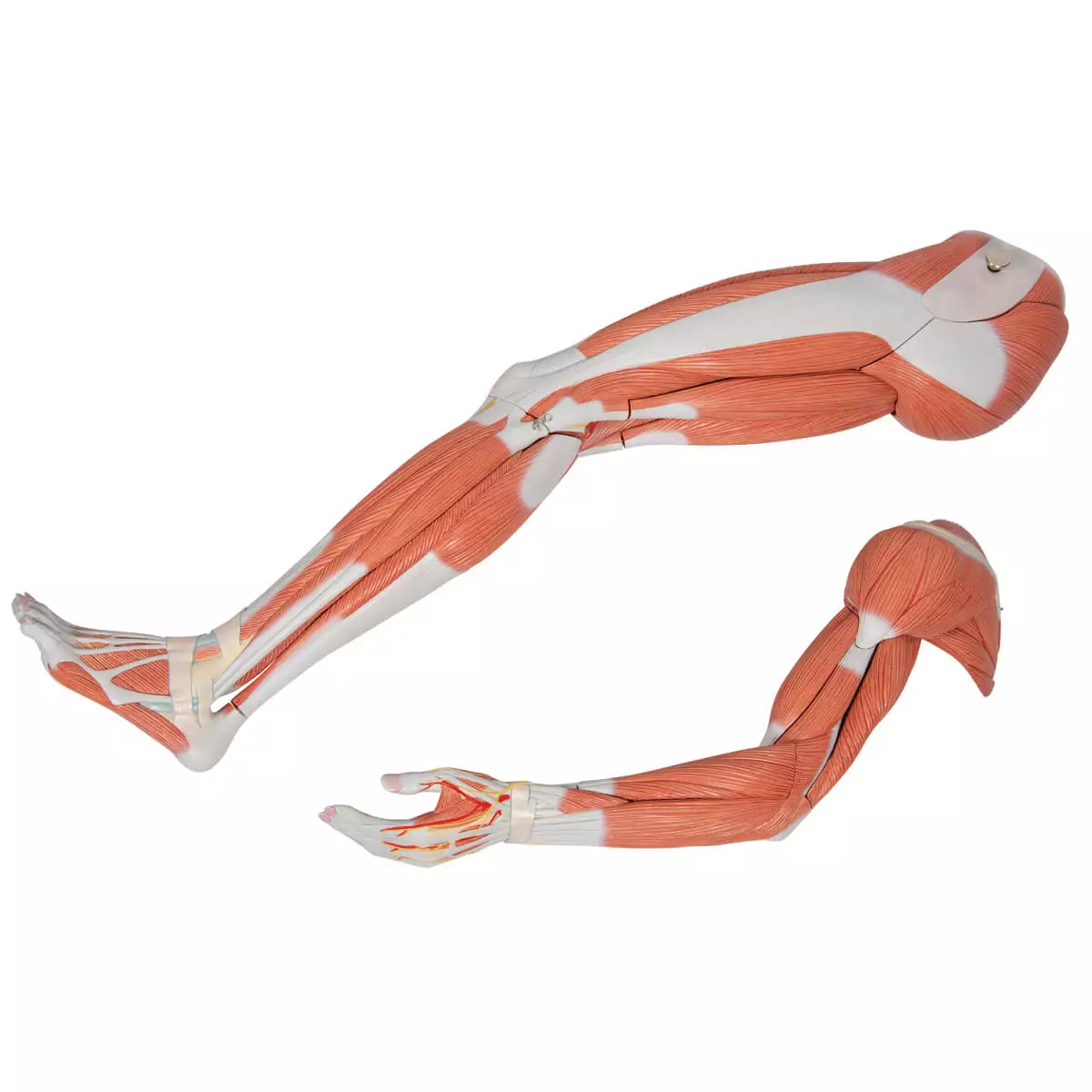  Model life size bisexual muscle figure