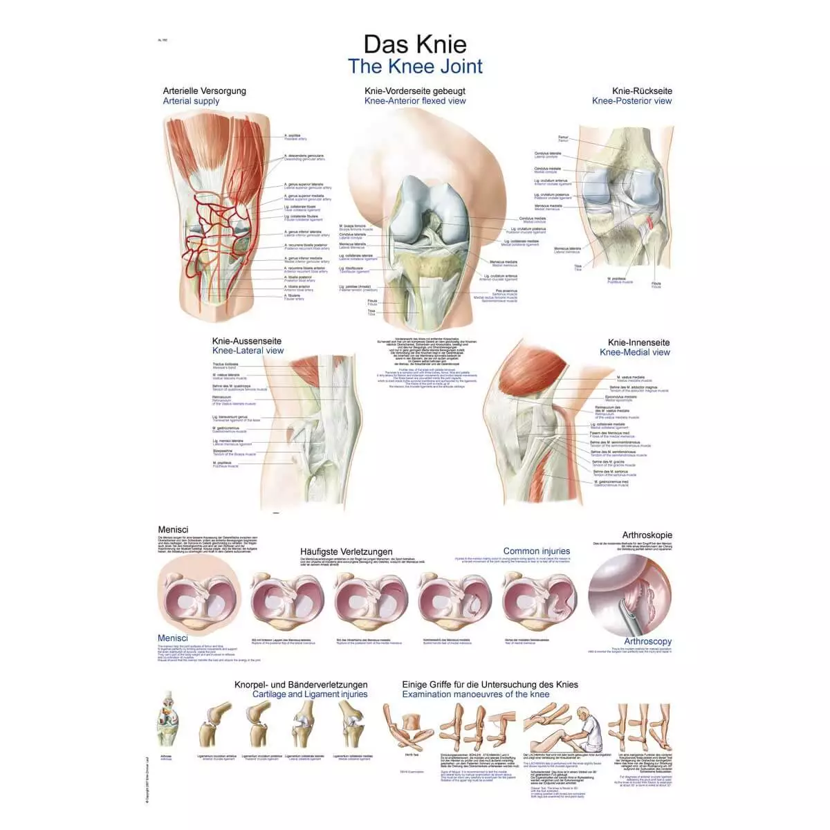  Instructional panel - The knee
