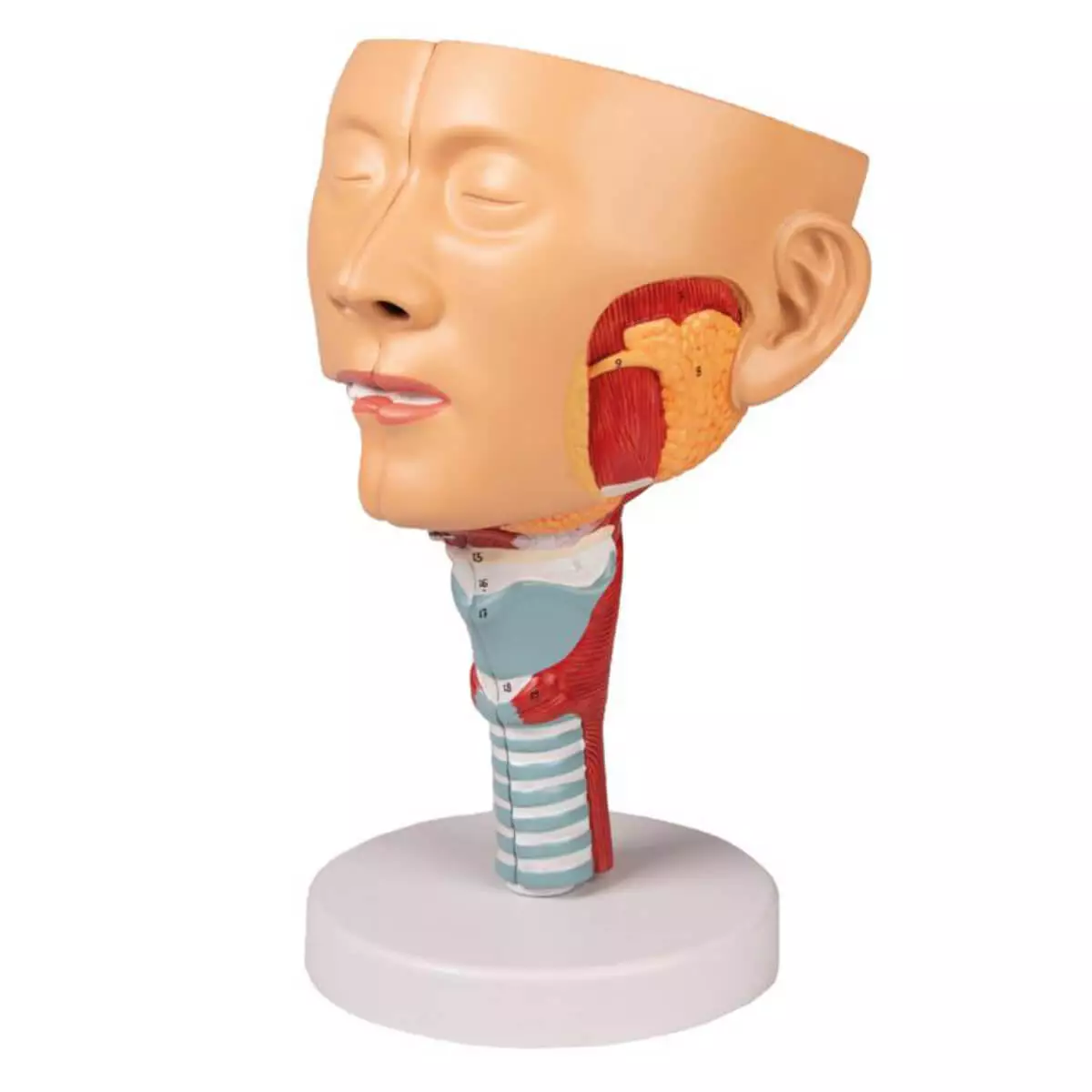  Head model with throat and larynx