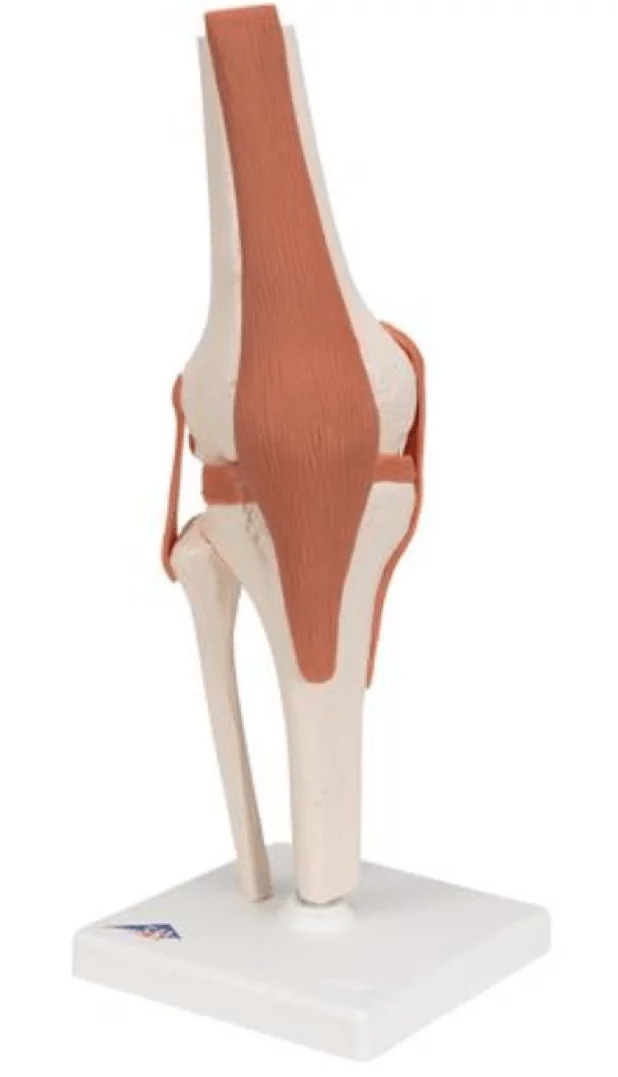  Functional Model of the Knee Joint