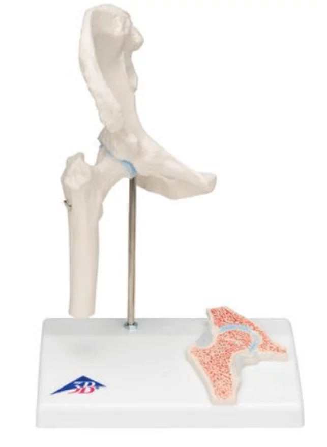  Mini model hip joint