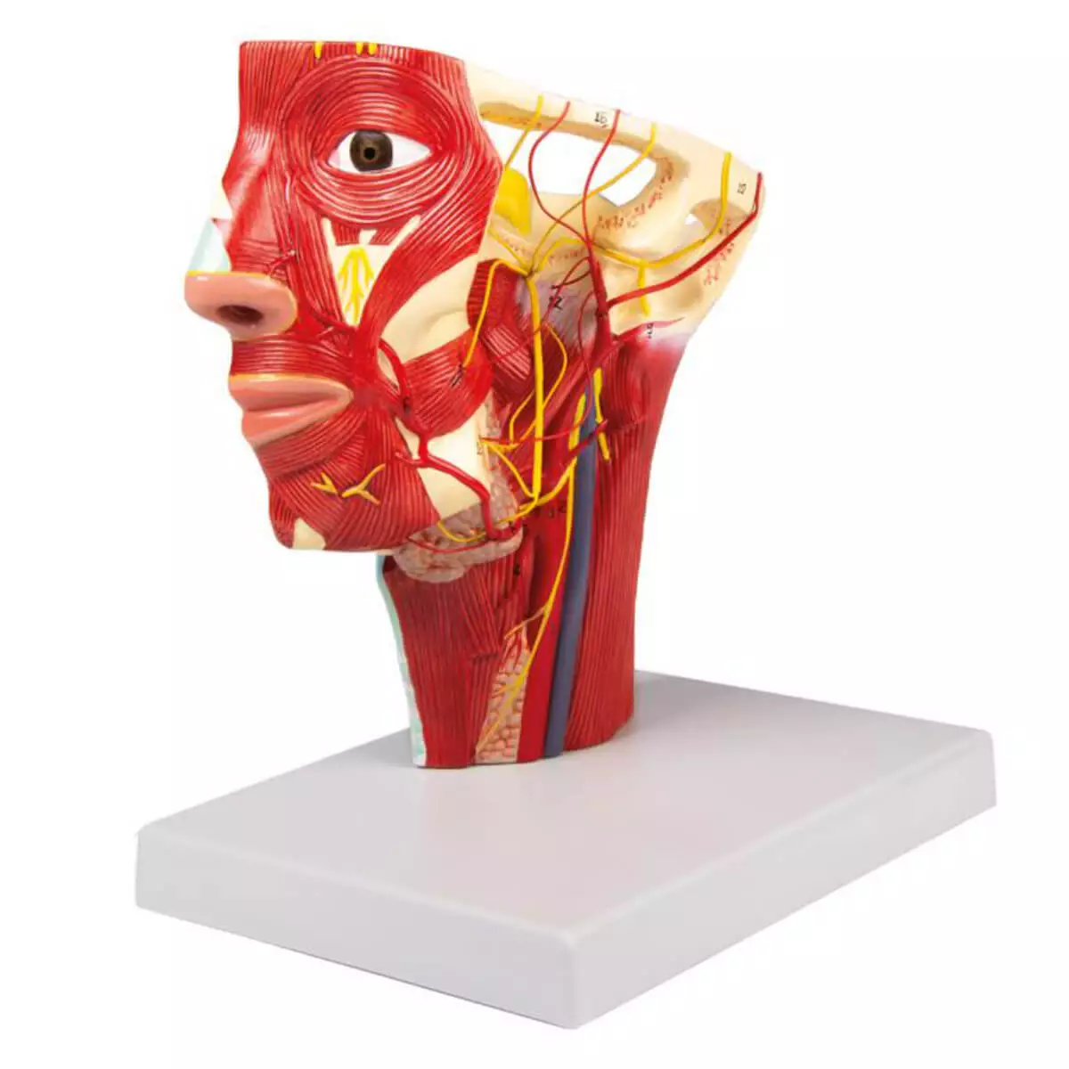  Head arteries model