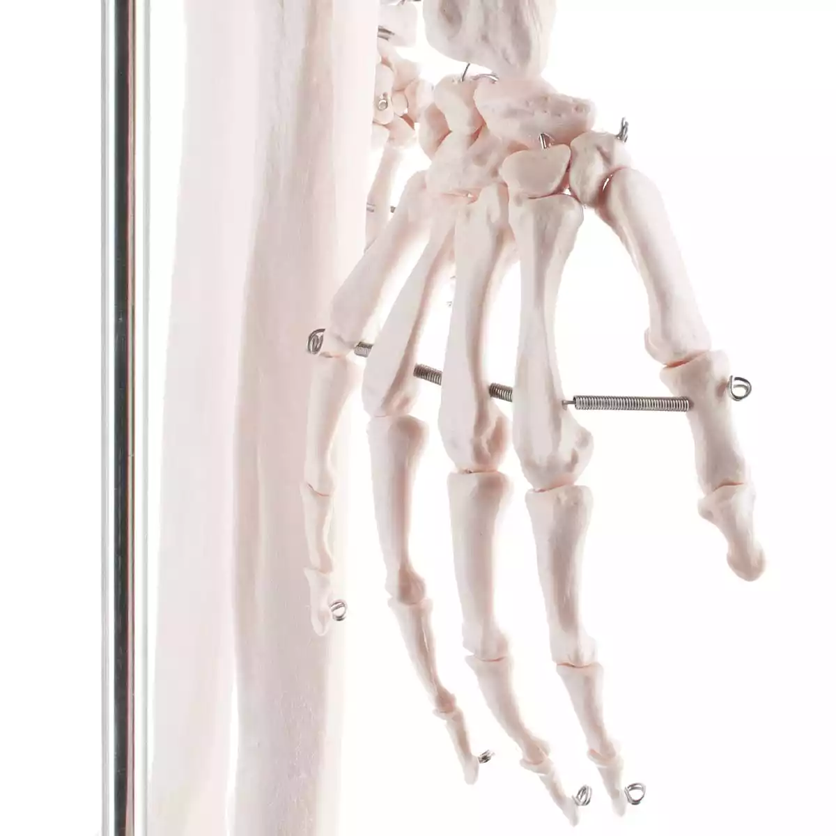  Human skeleton