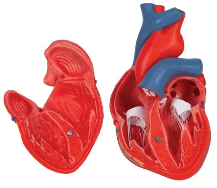  The Classic Heart
