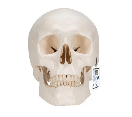  Classic skull with brain