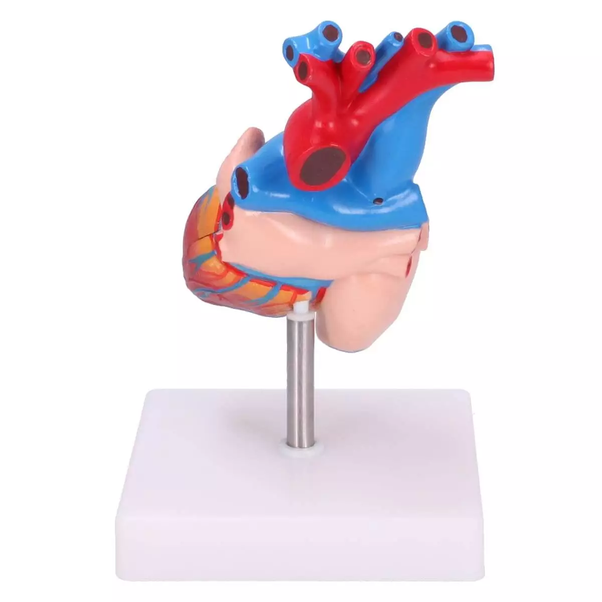  Anatomical Human Heart Model