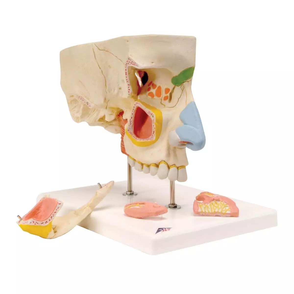  Nose model