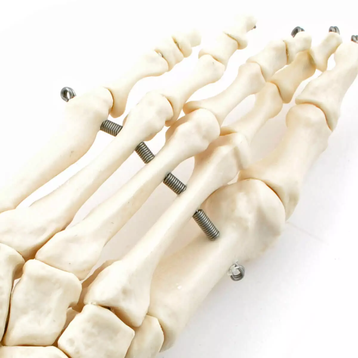  Skeleton Set