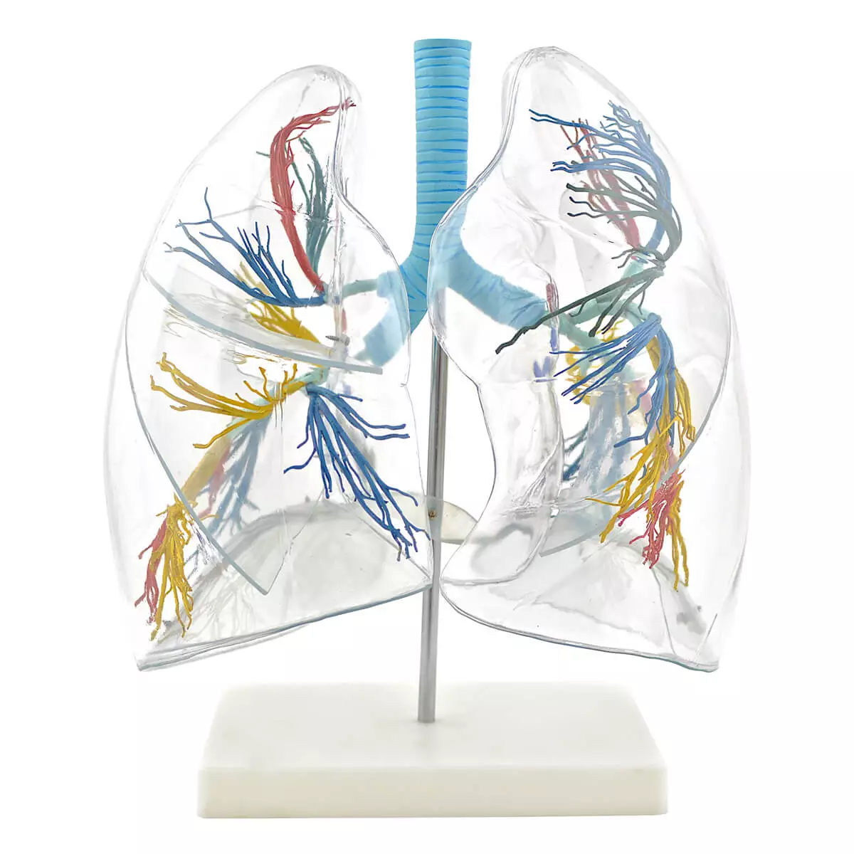  Transparent lung model with bronchial tree