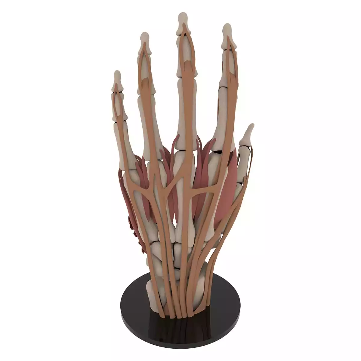  Anatomical hand model "Manus"