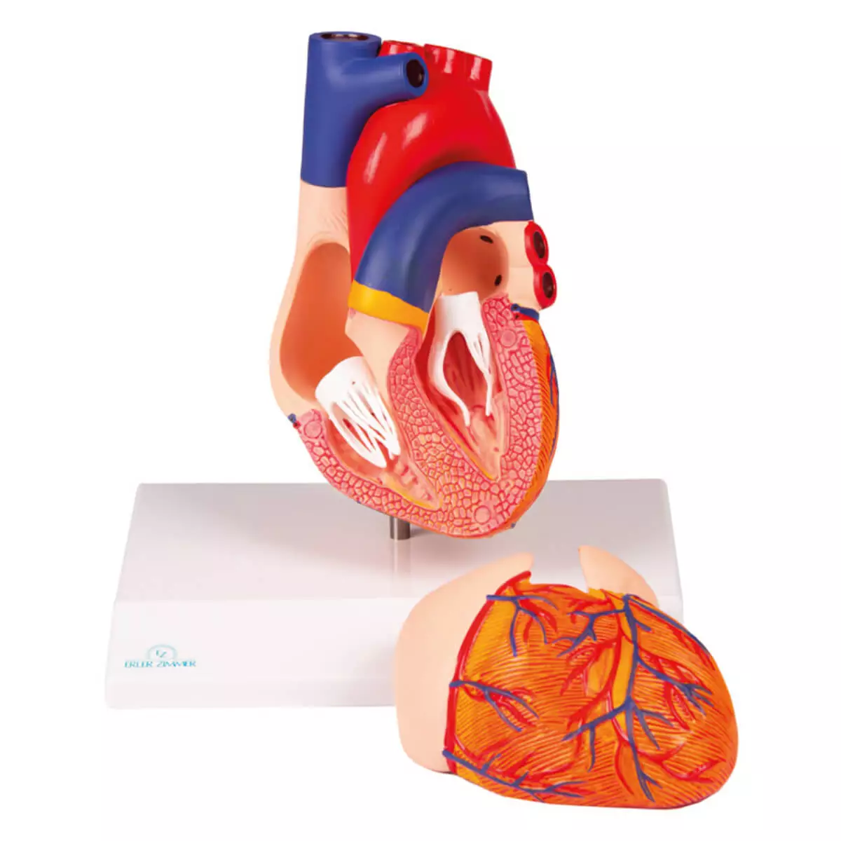  Heart model for EZ Augmented Anatomy App