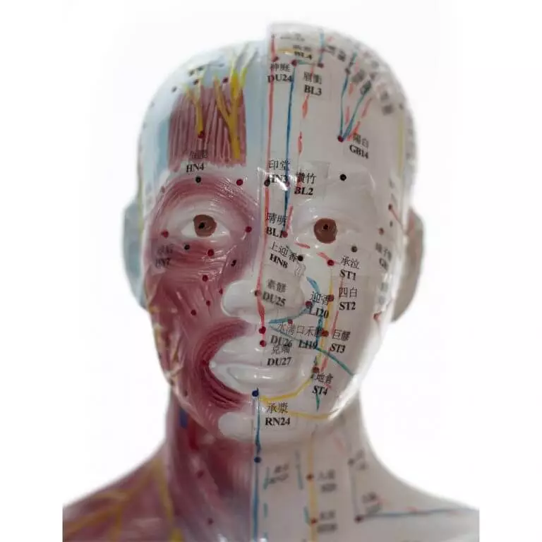 Acupuncture model man Acupuncture model man