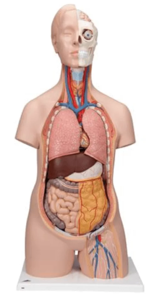  Model Standard torso