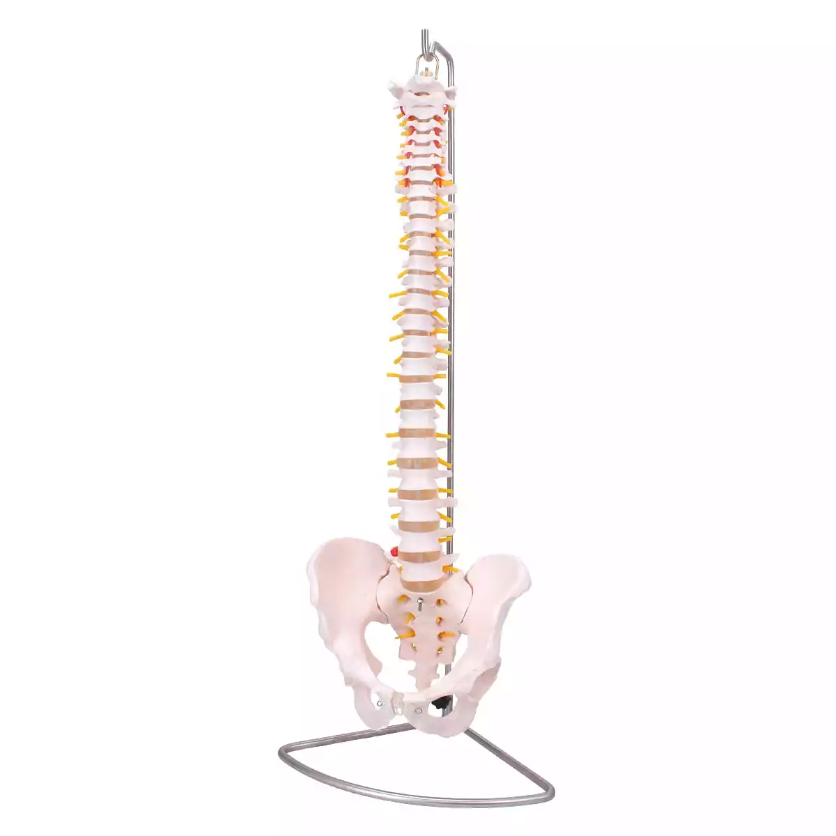  Spine model with pelvis