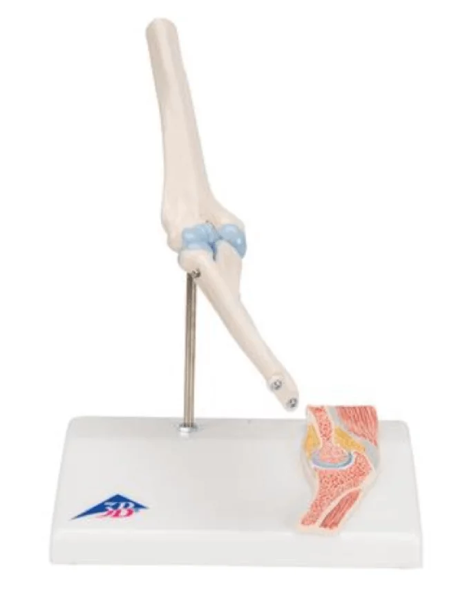  Mini model elbow joint